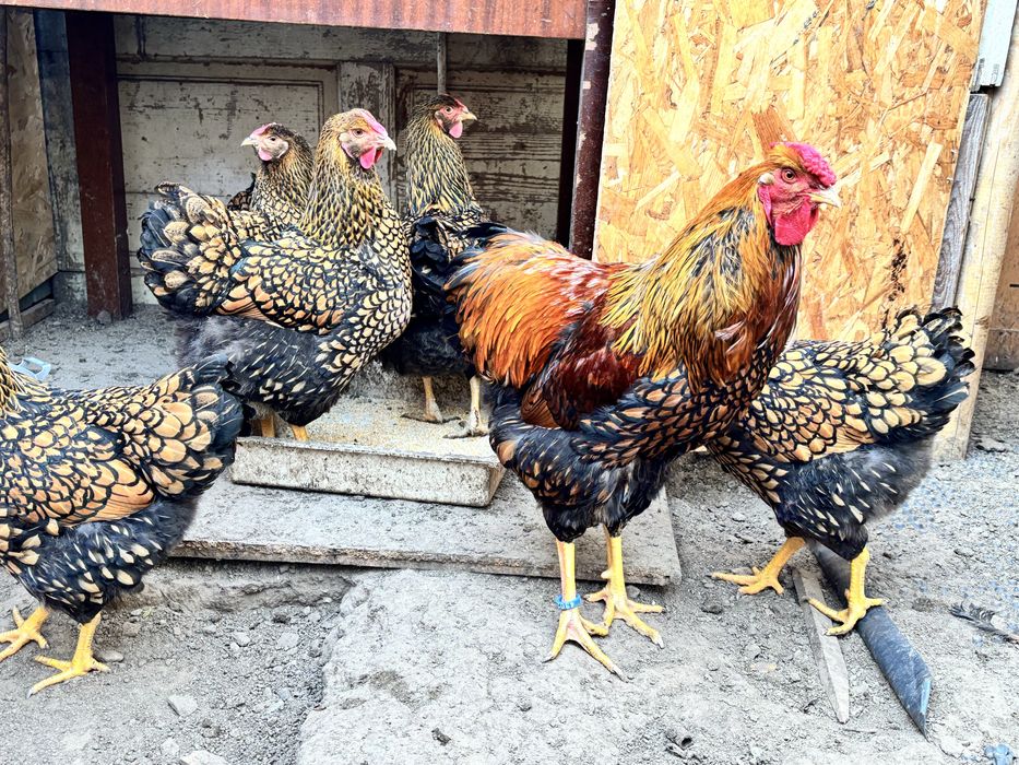 Oua pentru incubat  Wyandotte GSG