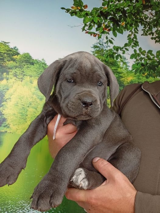 Кане Корсо cane Corso Italiano