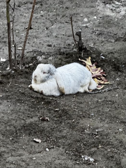 Кролик французский баран