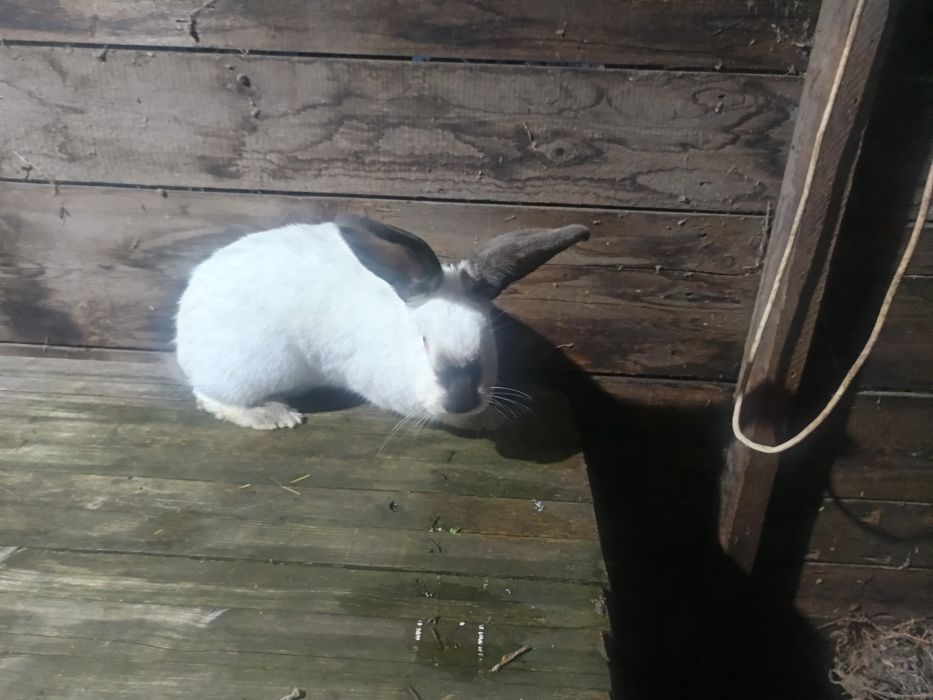 Femele urias german alb si urias de transilvania