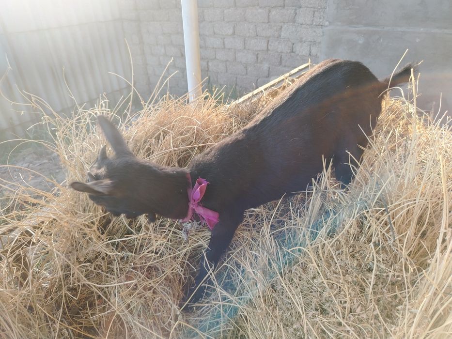 Мурсиана Испанская привазная девочка