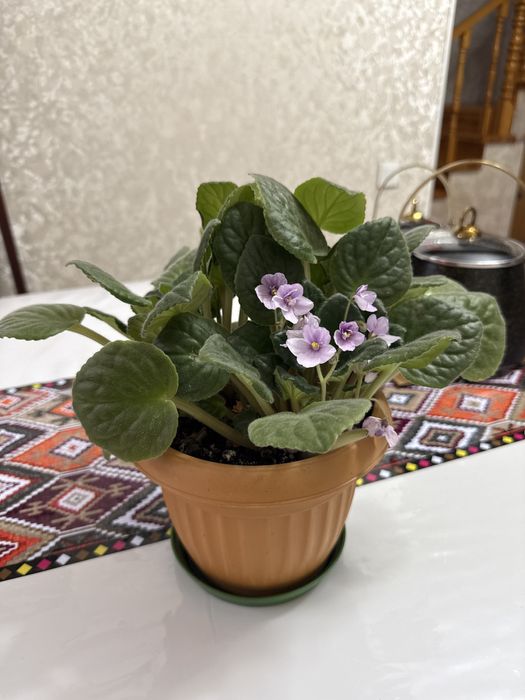 Комнатные цветы…