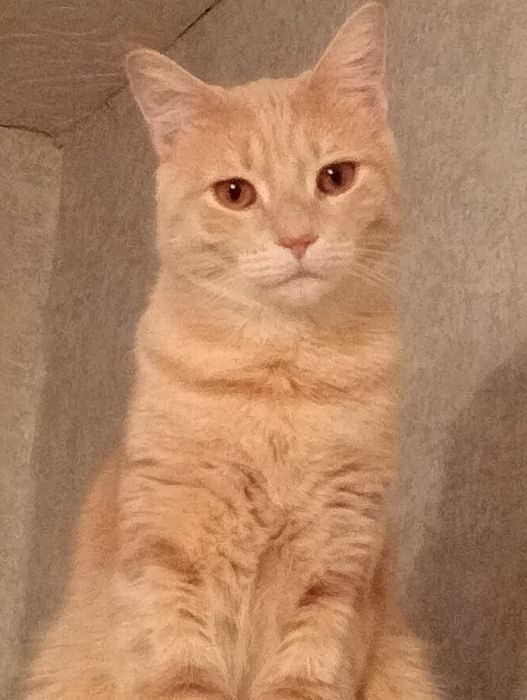 Отдам котика в добрые руки