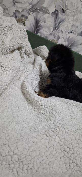 Щенок девочка йоркширского терьера