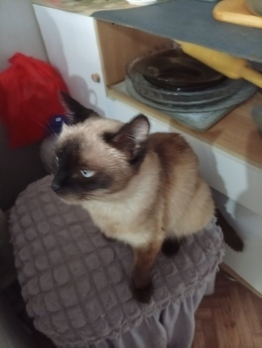 Сиамская кошечка