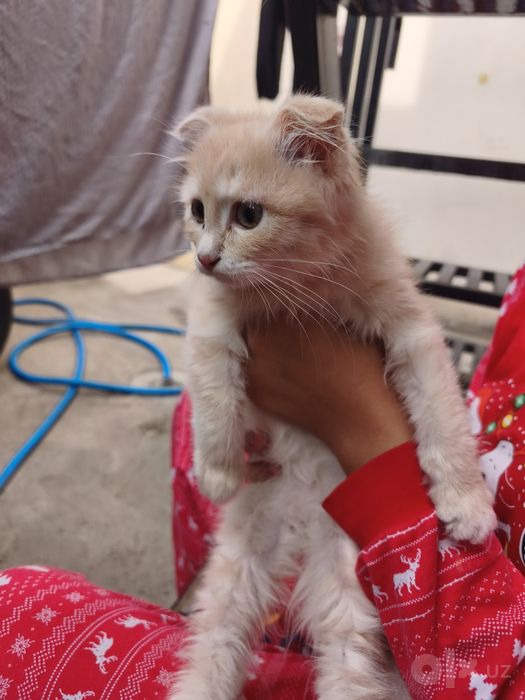 Мушук котёнок продается