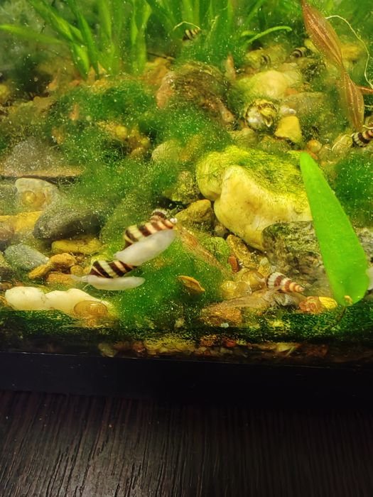 Продам Хелены улитки