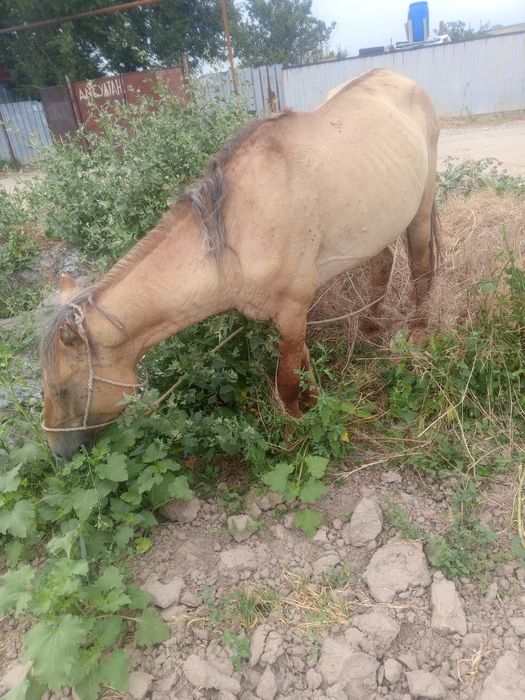 Жақсы жорға жылқы