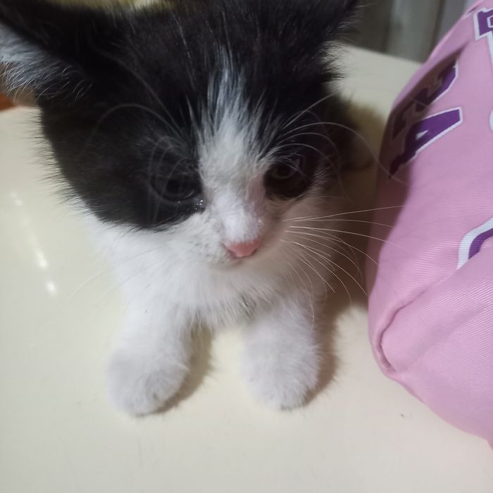 Котёнок мальчик  1,5 месяц