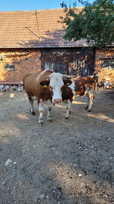 Vaca tanara gestanta  cu tot cu vitea la pachet