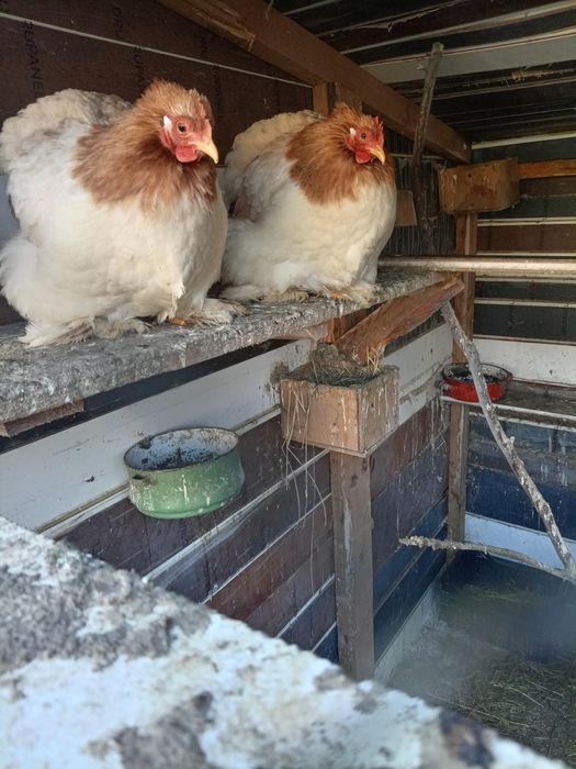 Vând o familiede chochinchin pitic