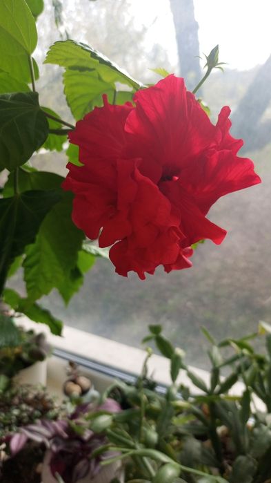 Гибискус китайская роза