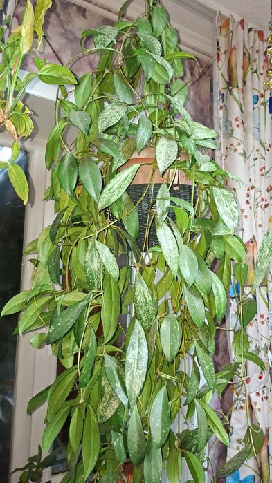 Продам хойю взрослое расписание