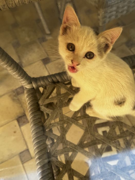 6 Марғау, 6 котики