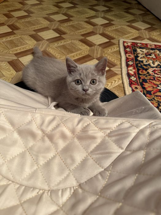 Чистокровная британка