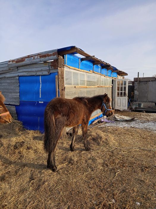 Продам жабагы ургаши