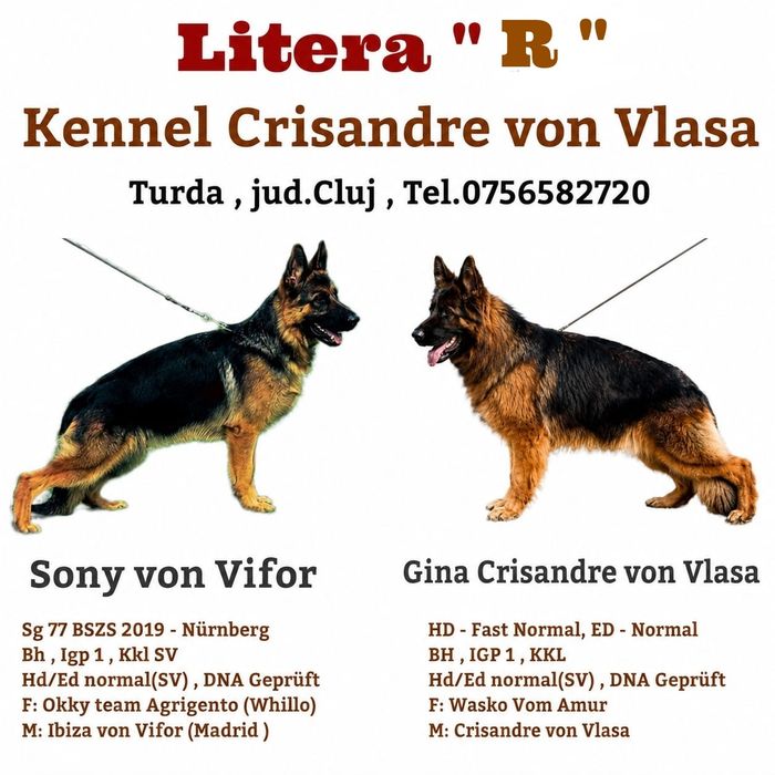 Mascul Ciobanesc german,par scurt
