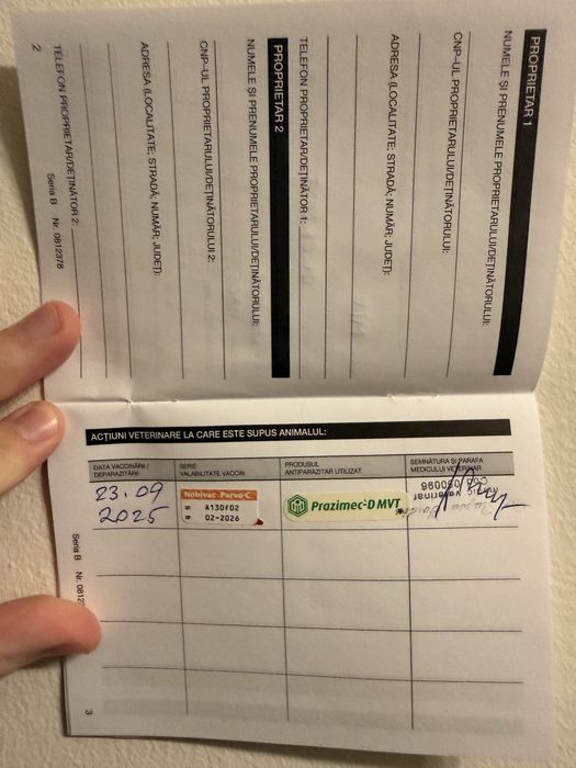 Donez cățel – metis Labrador + Amstaff