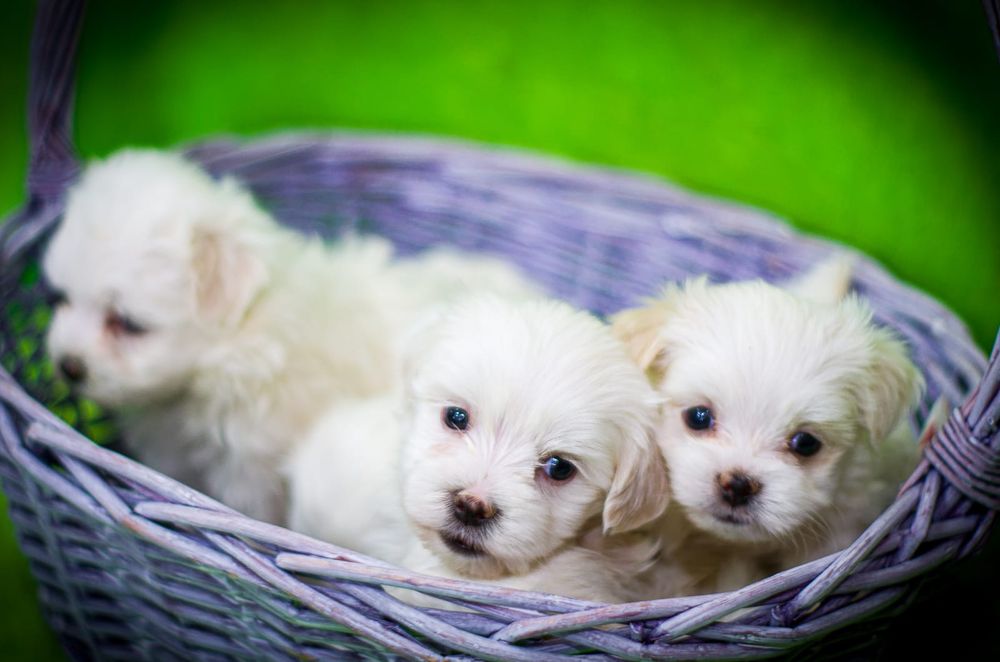 Необыкновенно красивые детки Мальтипу