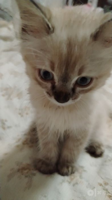 Сиамские котятя 50.000