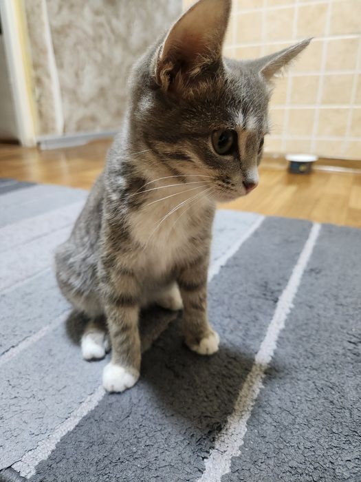 Котёнок в добрые руки