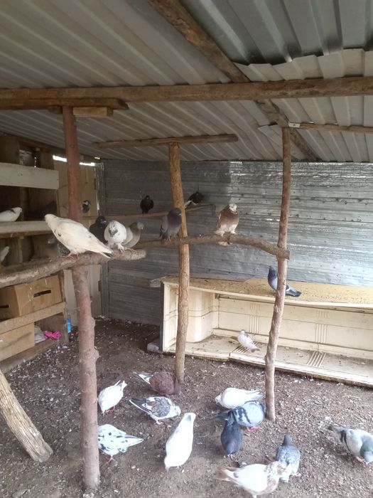 Продам,обмен голубей домашних.