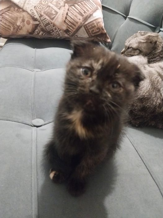 Отдам котят в добрые руки