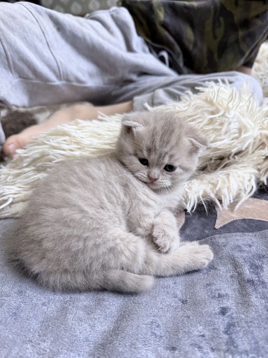 Продаем шотландские котята