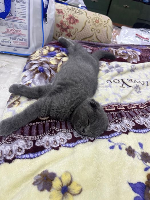 Scotish fold juyam aqilli mushuk скоттиш фолд