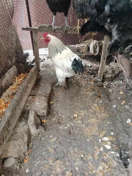 Brama hurozlari sotiladi