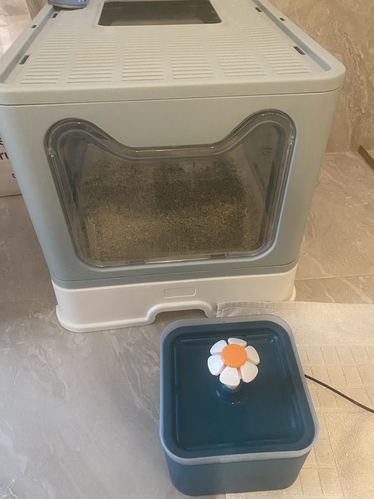 ‼️Motan British Shorthair Blue 11 luni