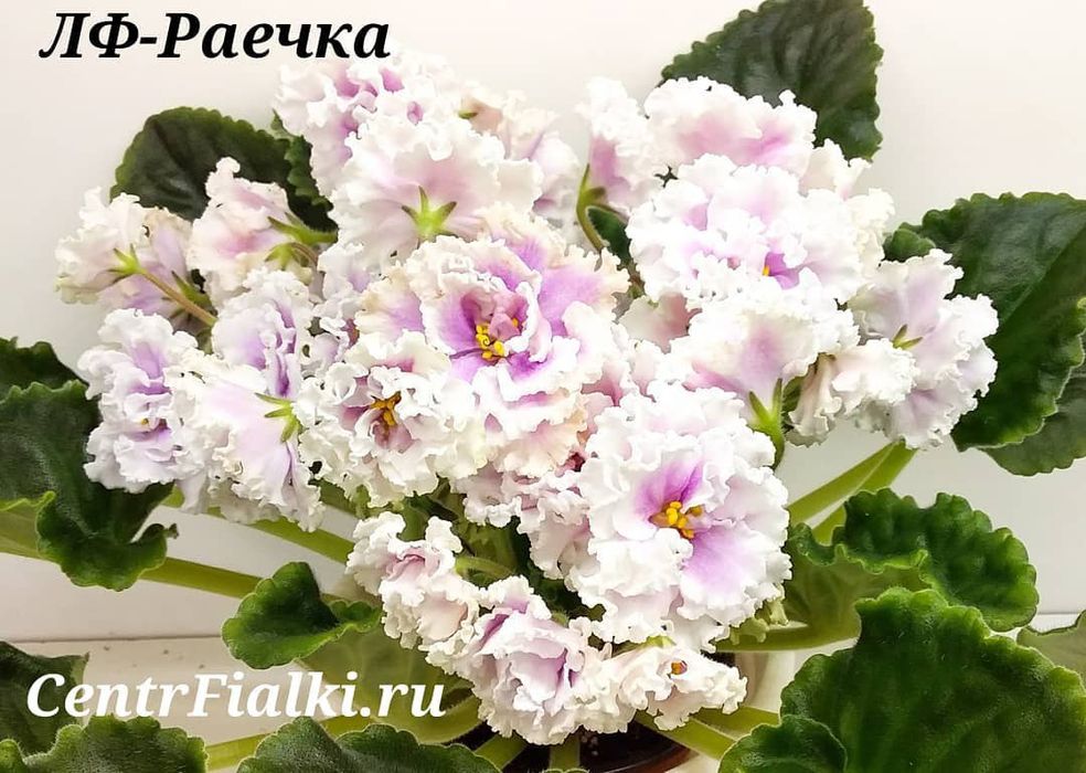 Детки сортовых фиалок