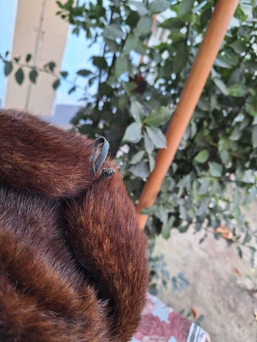 Шапка ушанка мех Норка