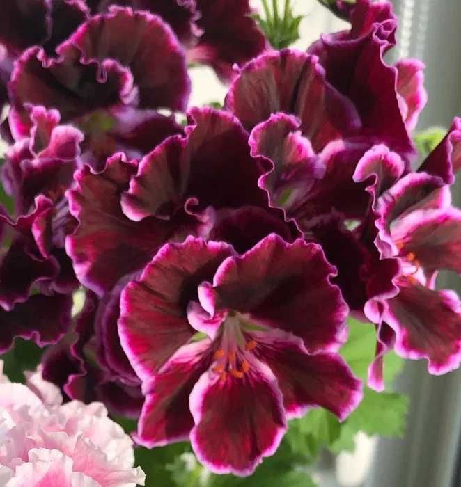 укорененные черенки белой герани