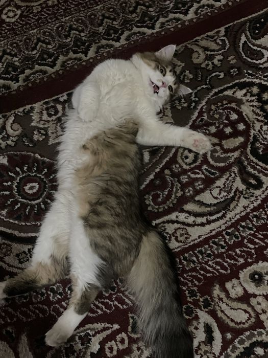 Вязка нужно девочек срочно