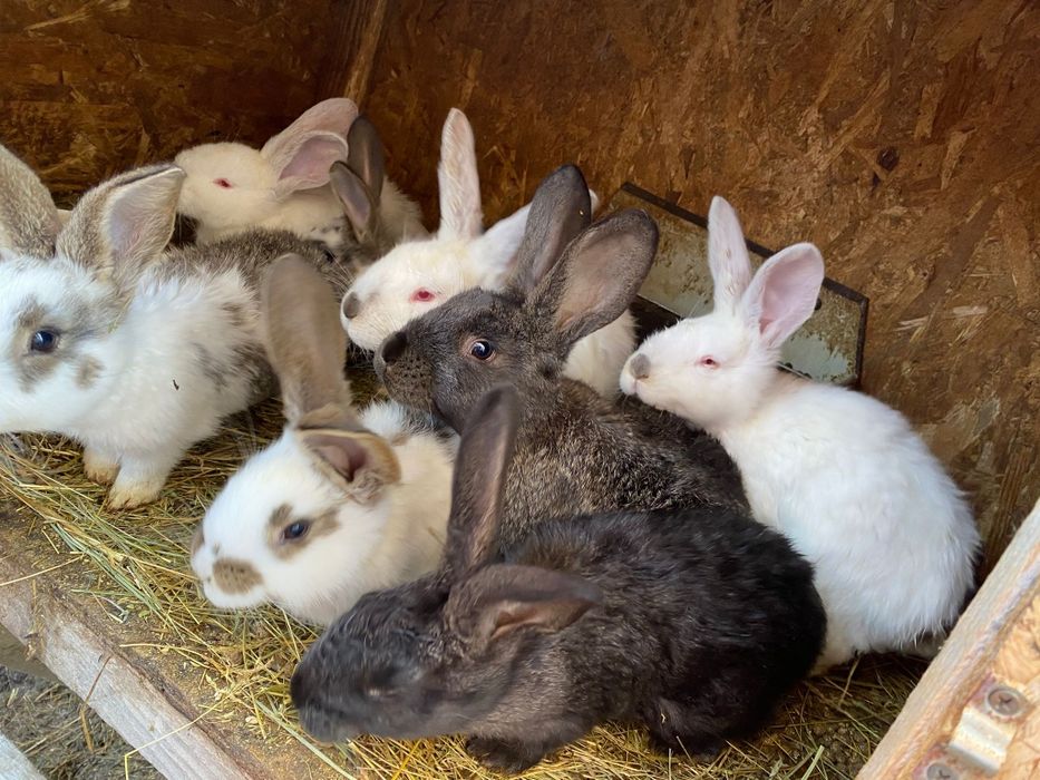 Iepurași de vanzare