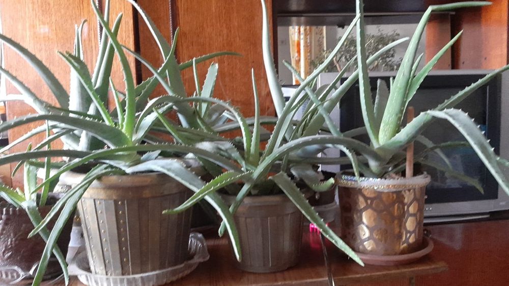 Продам алое вера лечебная.