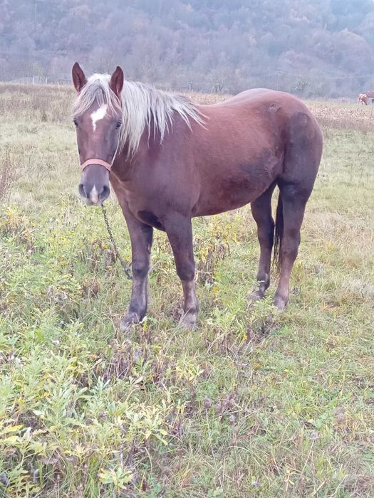 Manza de 2 ani jumate. Sau schimb cu vaca buna cu lapte.