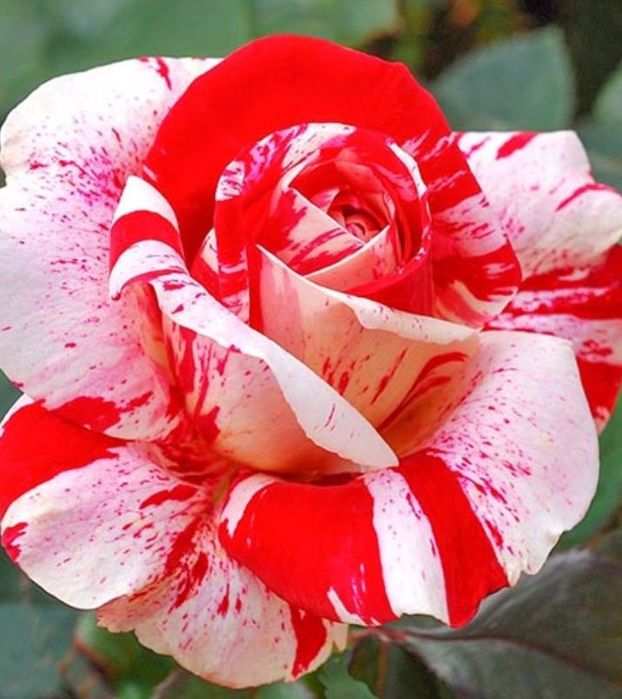 En gross  Oferta de primavara 2026 Trandafiri butasi de vanzare