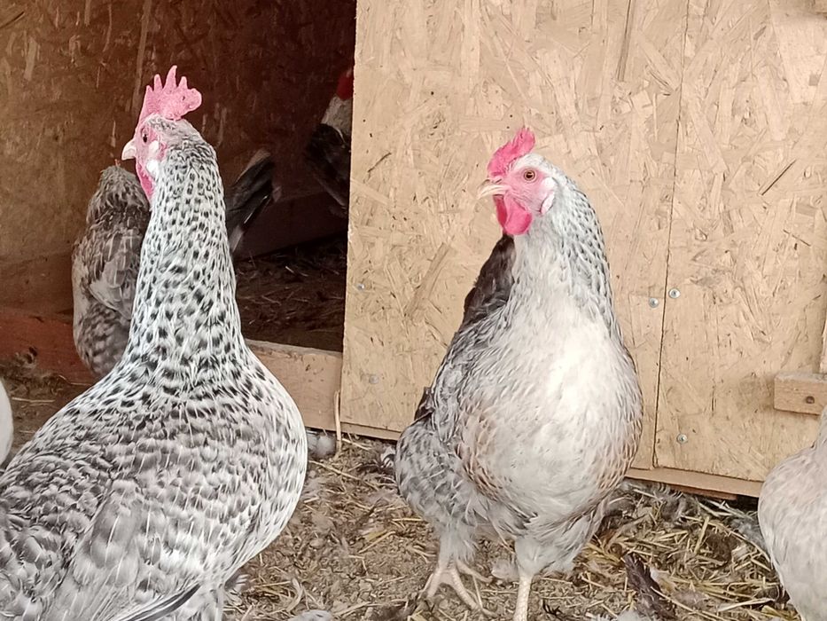 Барковская барвистая