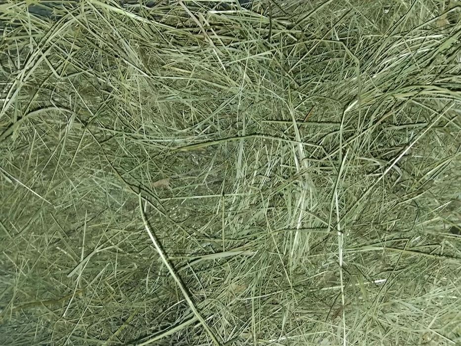 Продам сено в рулонах