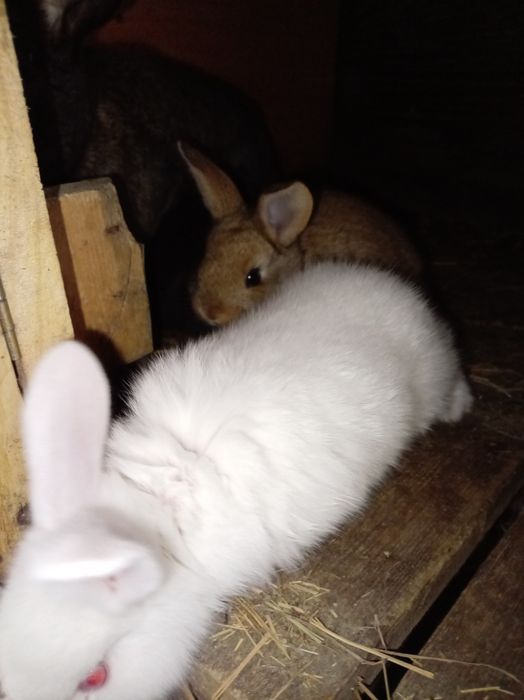 Крольчата малыши