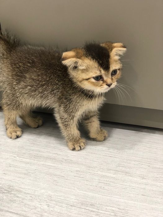 Katta kokrak uchlari bilan porno kokraklar