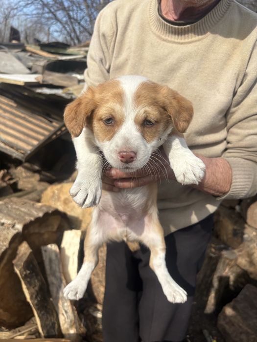 Donez pui catel metis beagle