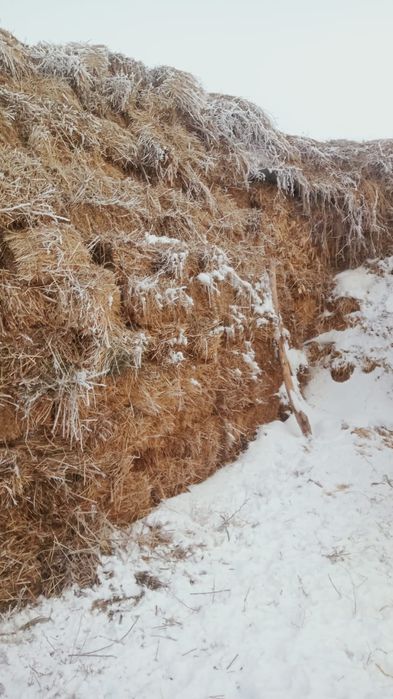 Срочно шөп сатылады