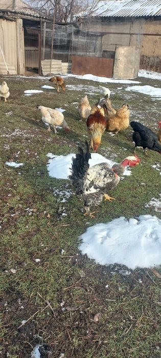 Отличные петухи молодые и шустрые