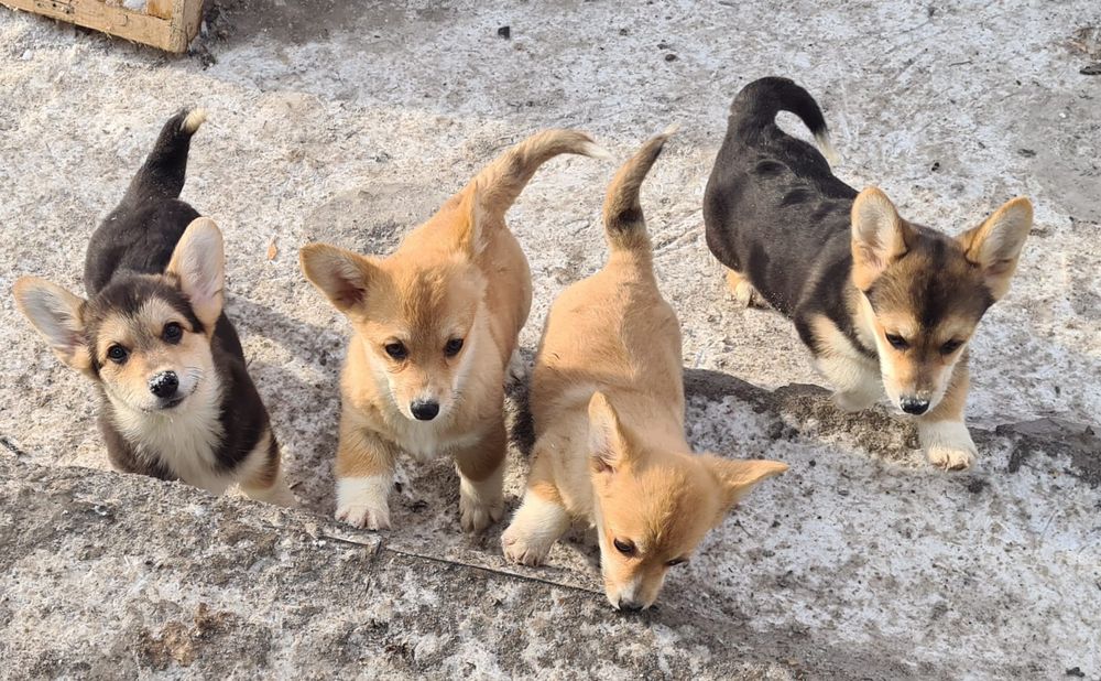 Продам щенков вельш корги пемброк