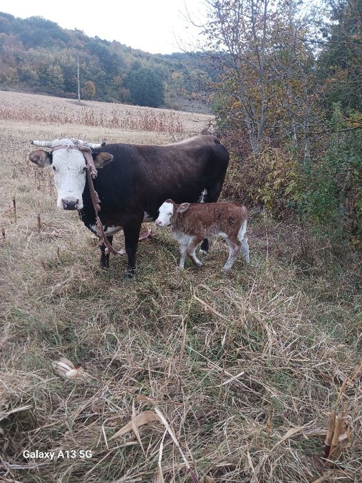 De vanzare vaca bună cu vitea de o saptamana