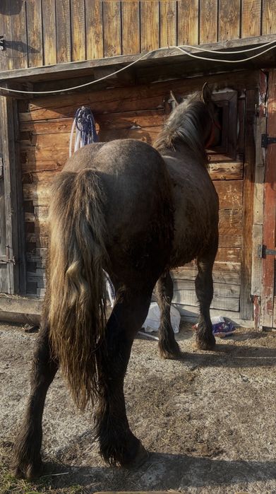 Vand manz de un an si 7 luni