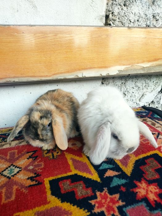 Карликовые Барашки